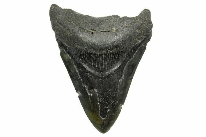 Bargain, Fossil Megalodon Tooth - South Carolina #368375